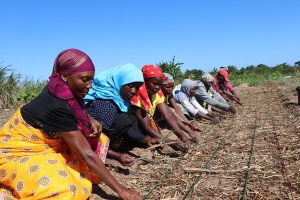 Mocuban Farmers' Clubin naisviljelijät tekevät töitä pellolla.